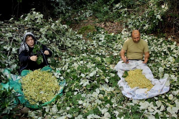 Hem köy halkını zengin ediyor hem de şifa saçıyorOrmanların derinliklerinden gelen hazine