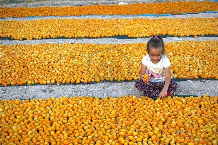 Geçen yıl sıfırlanmıştı, bu sene rekor kırıyor Almanya, İngiltere ve Danimarka sıraya girdi
