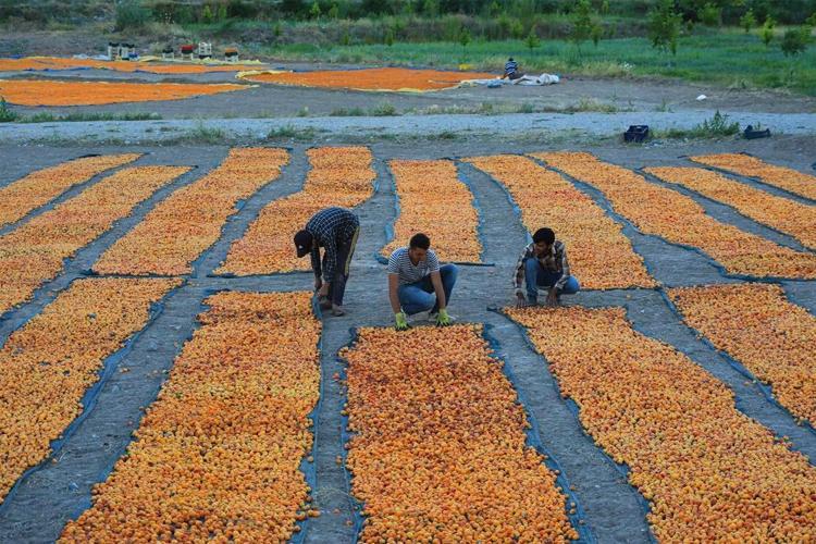 Geçen yıl sıfırlanmıştı, bu sene rekor kırıyor Almanya, İngiltere ve Danimarka sıraya girdi