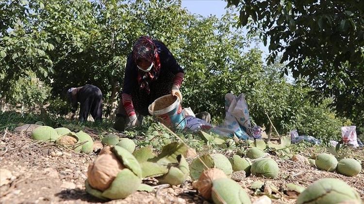 Tıp dünyası 2 yıllık araştırmanın sonucunu açıkladı Her gün sadece bir avuç tüketmek damar duvarındaki plakları resmen eritiyor