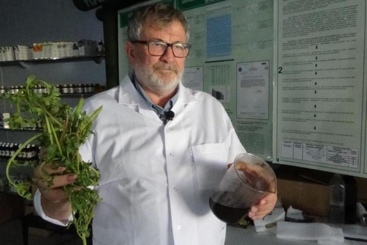 Tarlalarda yabani ot sanılıp yüzüne bile bakılmıyordu Kilogram fiyatı bedavadan ucuz