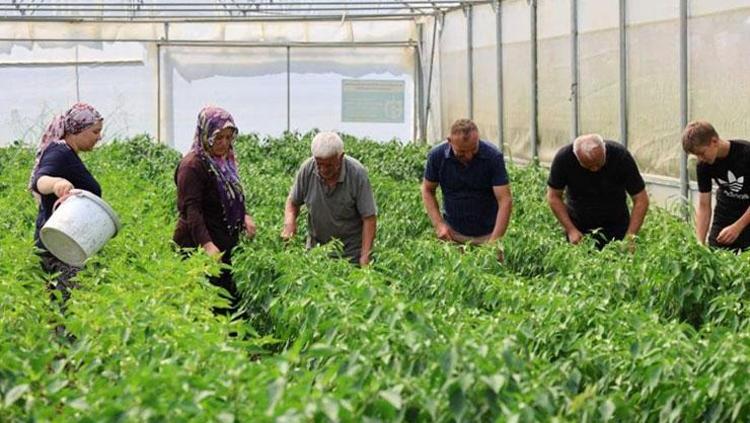 Kocaelide ilk hasat başladı Yüzde 50 hibe destekli modern seralarda üretiliyor