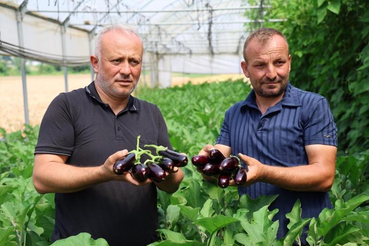 Kocaelide ilk hasat başladı Yüzde 50 hibe destekli modern seralarda üretiliyor