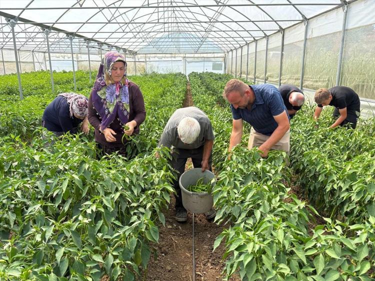 Kocaelide ilk hasat başladı Yüzde 50 hibe destekli modern seralarda üretiliyor