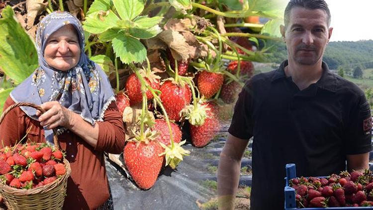 Hobi olarak başladı, şimdi siparişlere yetişemiyor 2 dönümle girdiği sektörde 42 dönüme ulaştı, pazarda satacak kadar bile kalmıyor
