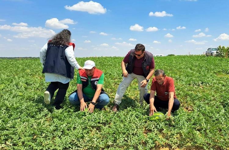Tekirdağda ilk hasadı yapıldı Kiloluk mutluluk çiftçinin kazanç kapısı olacak