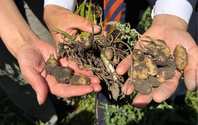 Buralarda asla yetişmez deniliyordu: Bir tanesini eken tam 4 katını alıyor: O köyde yeni bir servet kapısı açıldı