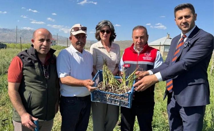 Buralarda asla yetişmez deniliyordu: Bir tanesini eken tam 4 katını alıyor: O köyde yeni bir servet kapısı açıldı