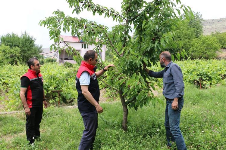 Erzincanda hasat yüzleri güldürdü Bu yıl bolluk yılı olacak