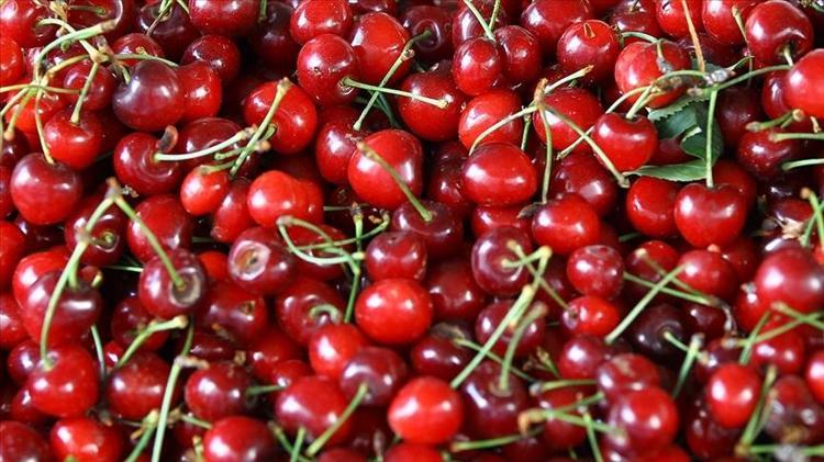 Erzincanda hasat yüzleri güldürdü Bu yıl bolluk yılı olacak