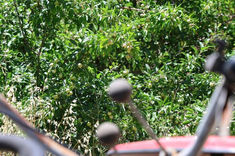 Geçen yıl 10 dönümden sadece bir çürük elma alabilmişti 1 senede mucize yaşandı: Meyve dalları yerlere değiyor