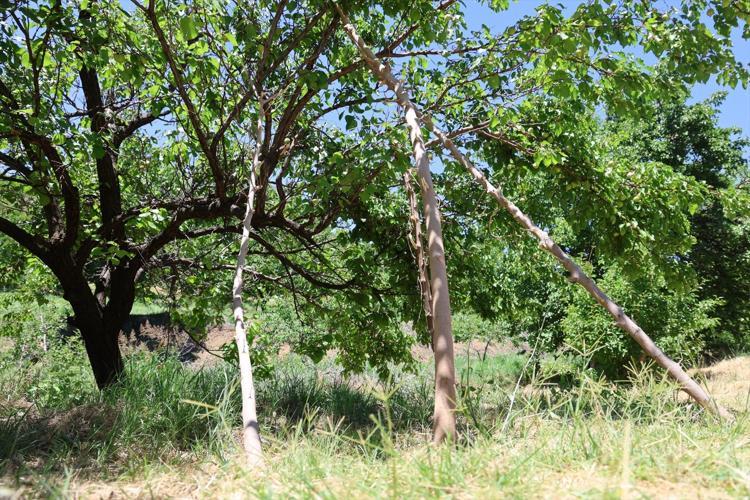 Geçen yıl 10 dönümden sadece bir çürük elma alabilmişti 1 senede mucize yaşandı: Meyve dalları yerlere değiyor
