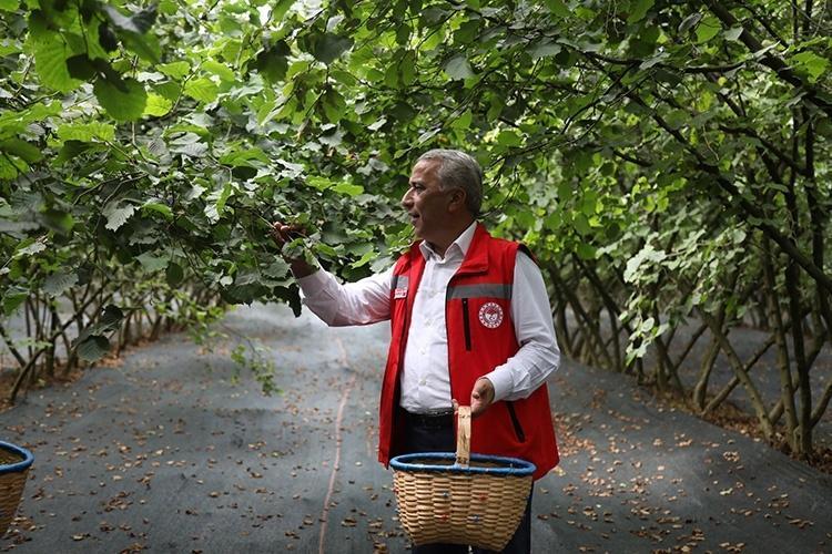 Yüzlerce ailenin geçim kaynağıydı, şimdi Avrupayı besliyor: Düzceden AB ülkelerine tam 5 bin 973 ton gönderildi