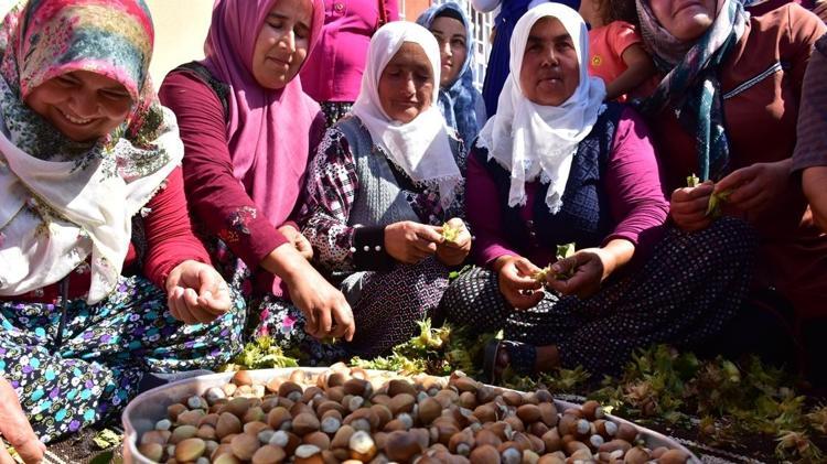 Yüzlerce ailenin geçim kaynağıydı, şimdi Avrupayı besliyor: Düzceden AB ülkelerine tam 5 bin 973 ton gönderildi