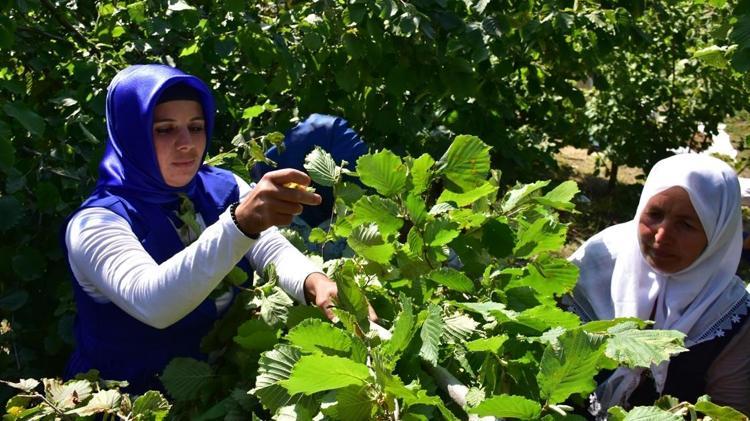 Yüzlerce ailenin geçim kaynağıydı, şimdi Avrupayı besliyor: Düzceden AB ülkelerine tam 5 bin 973 ton gönderildi