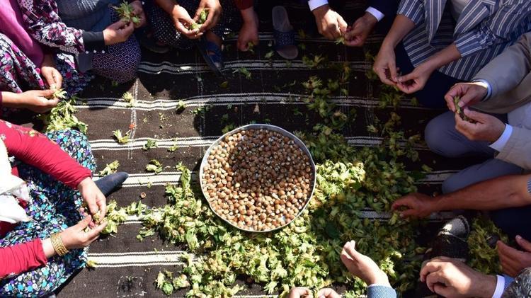 Yüzlerce ailenin geçim kaynağıydı, şimdi Avrupayı besliyor: Düzceden AB ülkelerine tam 5 bin 973 ton gönderildi