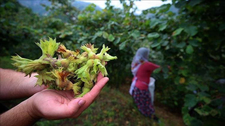 Yüzlerce ailenin geçim kaynağıydı, şimdi Avrupayı besliyor: Düzceden AB ülkelerine tam 5 bin 973 ton gönderildi