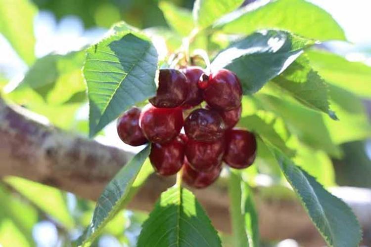 Fırat Havzasının gizli zenginliği: Geçen yılki don felaketinden sonra bu sene dallar doldu taştı