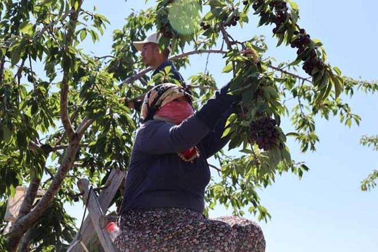 Fırat Havzasının gizli zenginliği: Geçen yılki don felaketinden sonra bu sene dallar doldu taştı