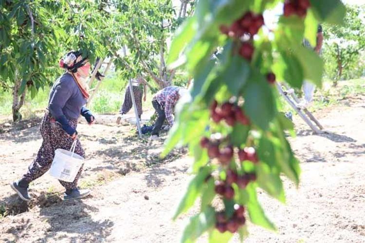 Fırat Havzasının gizli zenginliği: Geçen yılki don felaketinden sonra bu sene dallar doldu taştı