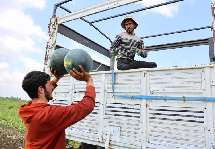 Kilosu 8 TLye kadar düştü Erkenci hasatta son günler yaşanıyor, havaların serin gitmesi yaramadı