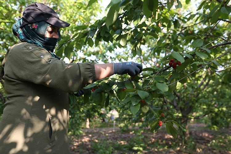 Desteği almasaydık batmıştık Tam 5 bin dönümlük dev bahçede küllerinden doğan mucize: Tonlarcası Avrupaya gidiyor