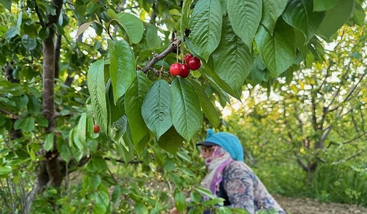 Desteği almasaydık batmıştık Tam 5 bin dönümlük dev bahçede küllerinden doğan mucize: Tonlarcası Avrupaya gidiyor
