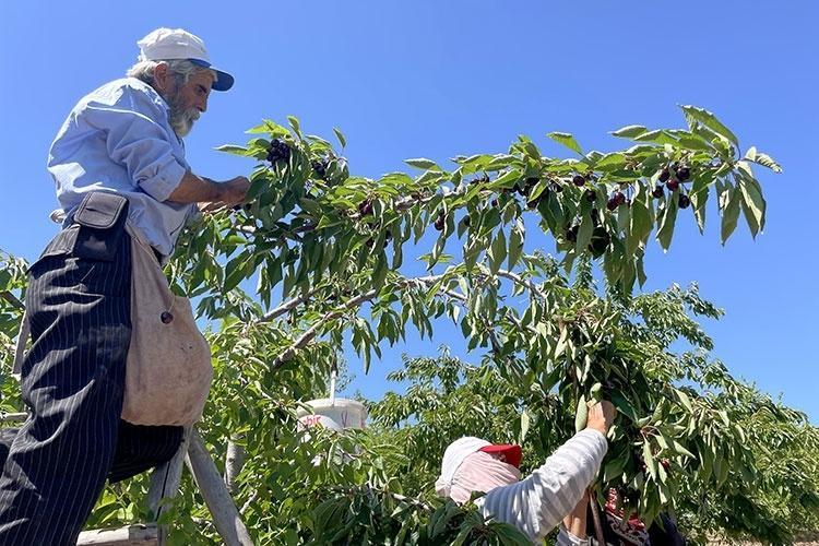 Desteği almasaydık batmıştık Tam 5 bin dönümlük dev bahçede küllerinden doğan mucize: Tonlarcası Avrupaya gidiyor