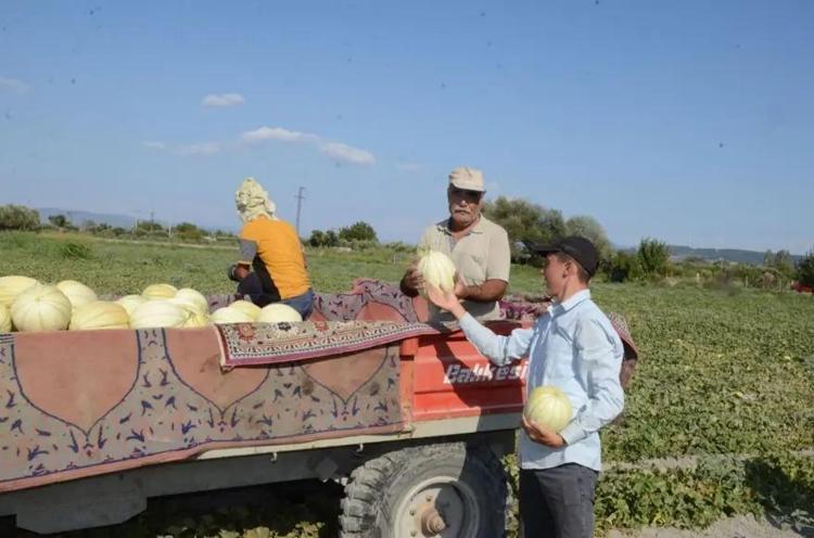 KALIN KABUĞU SAYESİNDE AYLARCA TAZELİĞİNİ KORUYOR