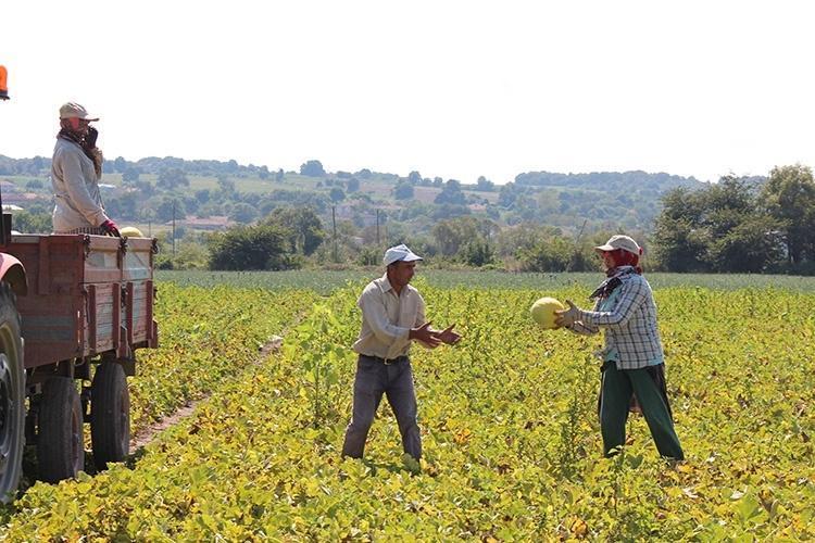 Dededen toruna kalan en büyük miras Sadece o tohumla üretiyorlar, kuyruklar günler öncesinden oluşuyor