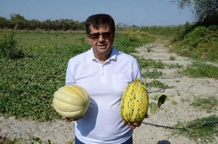 Dededen toruna kalan en büyük miras Sadece o tohumla üretiyorlar, kuyruklar günler öncesinden oluşuyor
