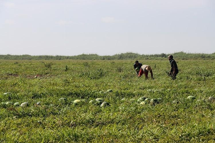 Pirinç ve mısır ekerek sadece karınlarını doyuruyorlardı, dönüm noktası oldu Tarlasına eken 3 ayda evini, arabasını alıyor...