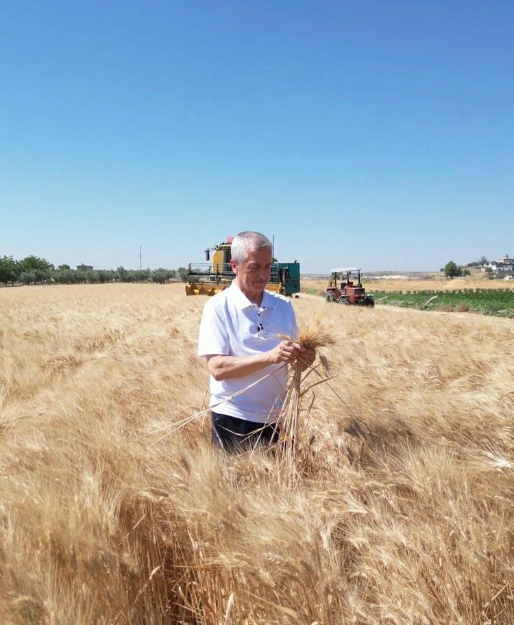 Geçen yıla göre tam 5 kat birden arttı Şahinbeyde dağıtılan tohumlar topraktan bereket fışkırttı