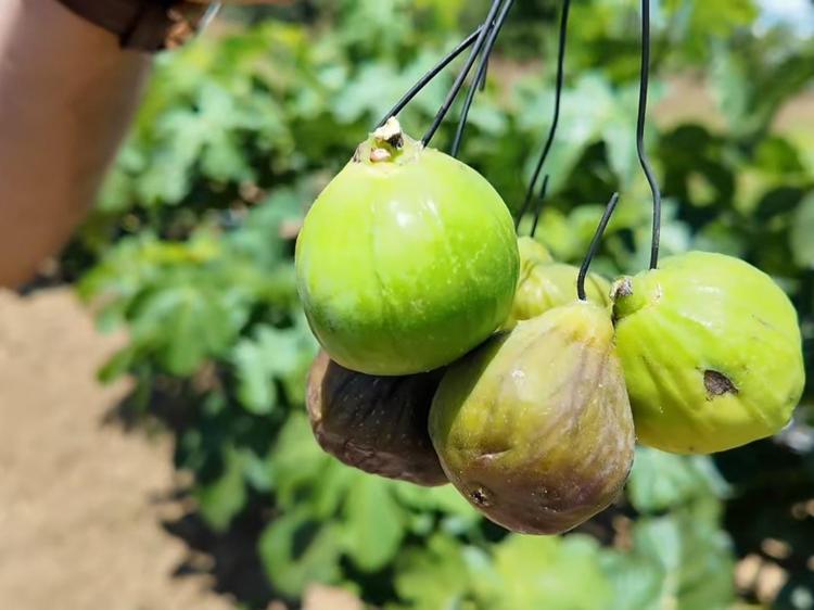 İnternetten izledi, bir yıl hazırlandı Şimdi bahçesinden bereket fışkırıyor