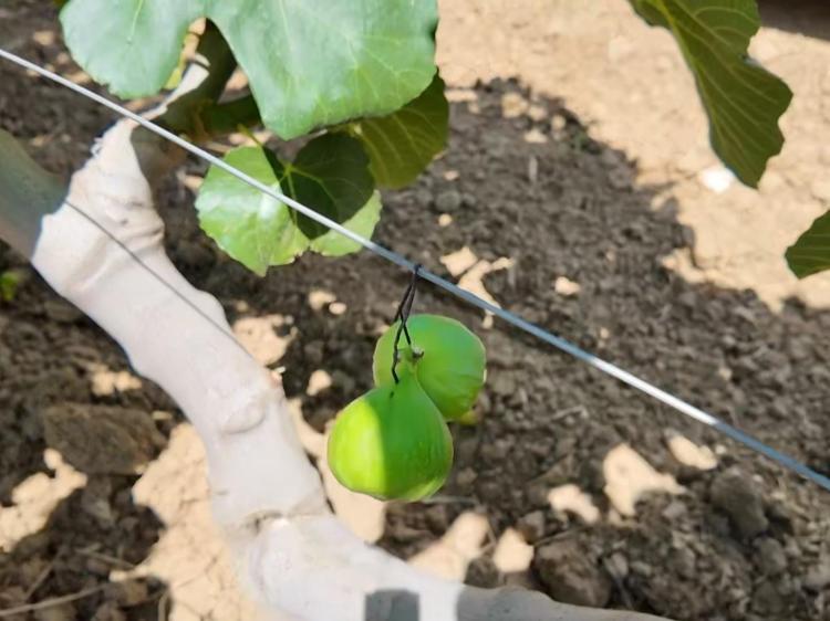 İnternetten izledi, bir yıl hazırlandı Şimdi bahçesinden bereket fışkırıyor