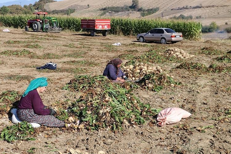 Temmuz ayı bitmeden bunu eken köşeyi dönecek Birkaç haftada hasat veriyor, paraya para demeyeceksiniz