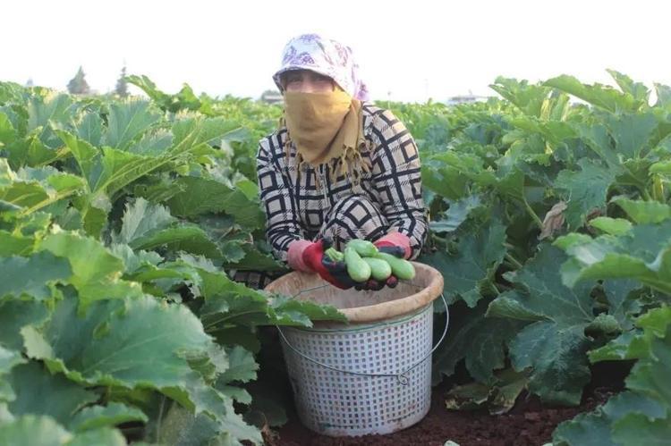 Temmuz ayı bitmeden bunu eken köşeyi dönecek Birkaç haftada hasat veriyor, paraya para demeyeceksiniz