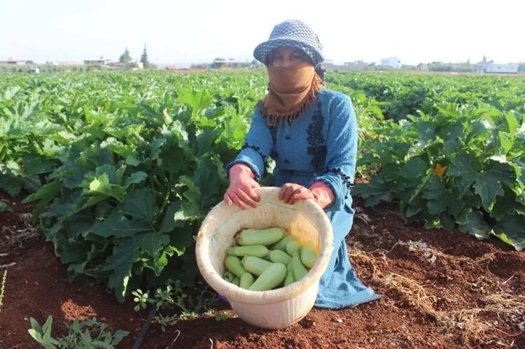 TEMMUZ AYINDA EKİLEBİLECEK HIZLI GELİŞEN 7 SEBZE