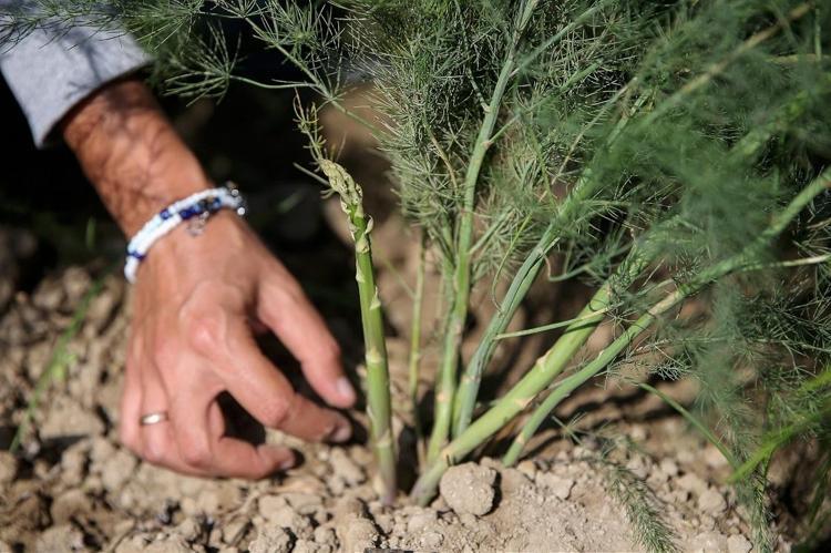 Damarları temizliyor, kalbi koruyor İşte kandaki yağı eriten doğanın şifası