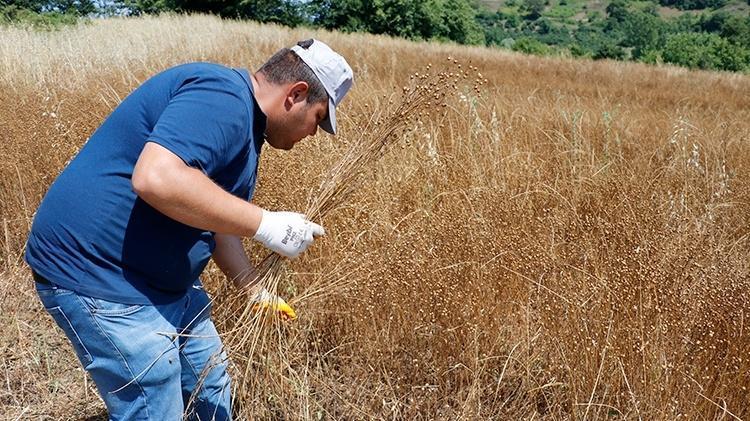 PEKİ, KANDAKİ YAĞI ERİTEN BİTKİLER HANGİLERİ KANDAKİ YAĞI DÜŞÜREN BİTKİLER NELER