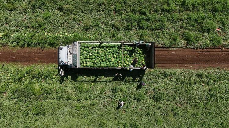 Diyarbakırda hasadı başladı Lezzetini Karacadağın serin toprağından alıyor: Kilosu 8 liradan kapış kapış satılıyor