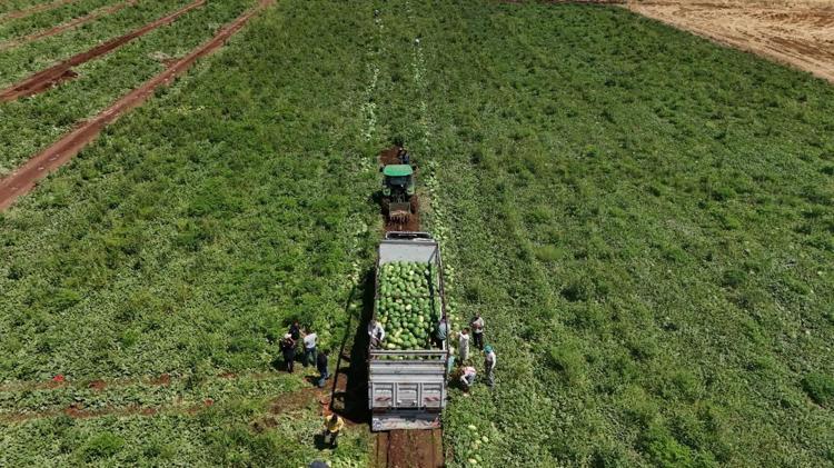Diyarbakırda hasadı başladı Lezzetini Karacadağın serin toprağından alıyor: Kilosu 8 liradan kapış kapış satılıyor
