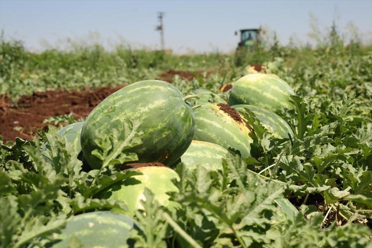 Diyarbakırda hasadı başladı Lezzetini Karacadağın serin toprağından alıyor: Kilosu 8 liradan kapış kapış satılıyor