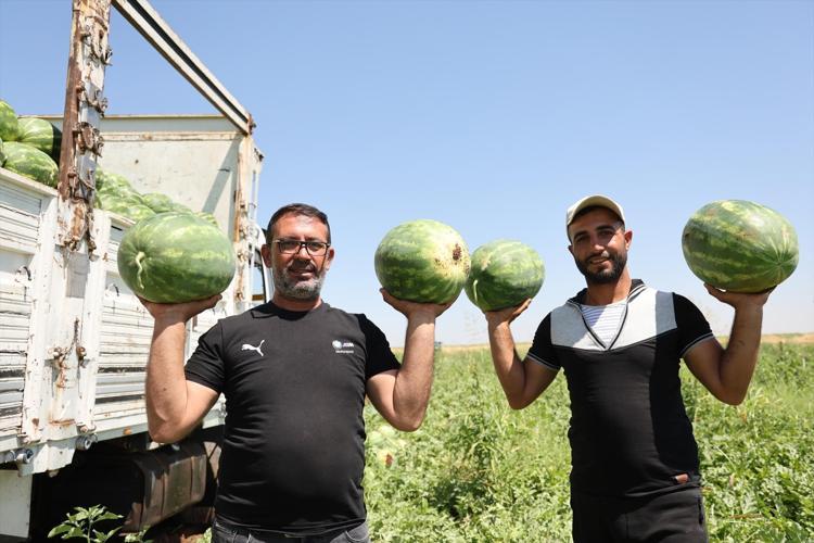 Diyarbakırda hasadı başladı Lezzetini Karacadağın serin toprağından alıyor: Kilosu 8 liradan kapış kapış satılıyor