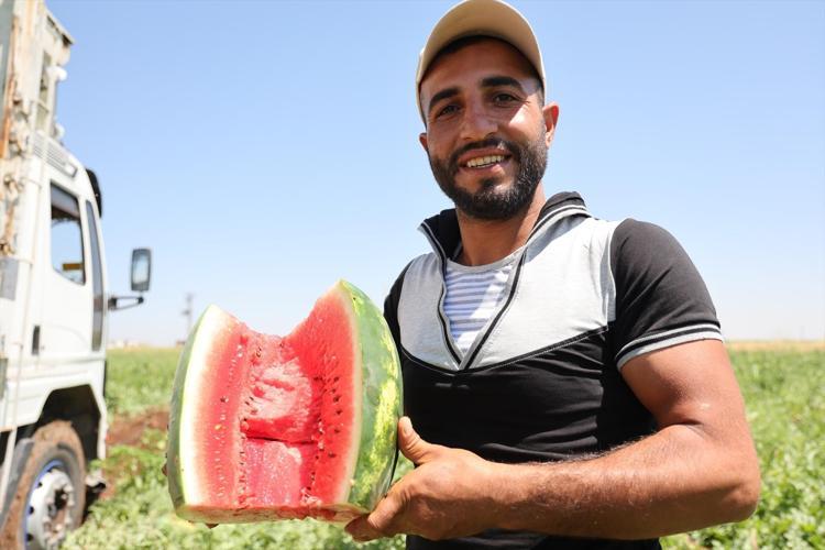 Diyarbakırda hasadı başladı Lezzetini Karacadağın serin toprağından alıyor: Kilosu 8 liradan kapış kapış satılıyor