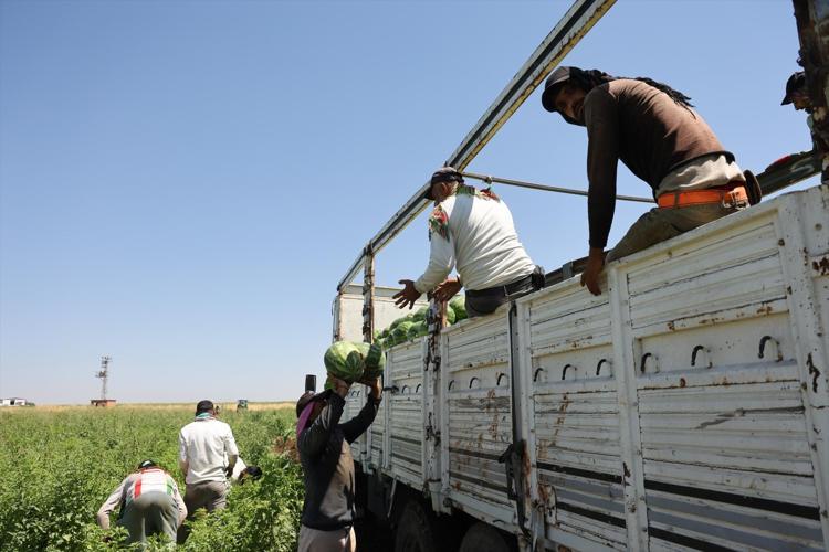 Diyarbakırda hasadı başladı Lezzetini Karacadağın serin toprağından alıyor: Kilosu 8 liradan kapış kapış satılıyor