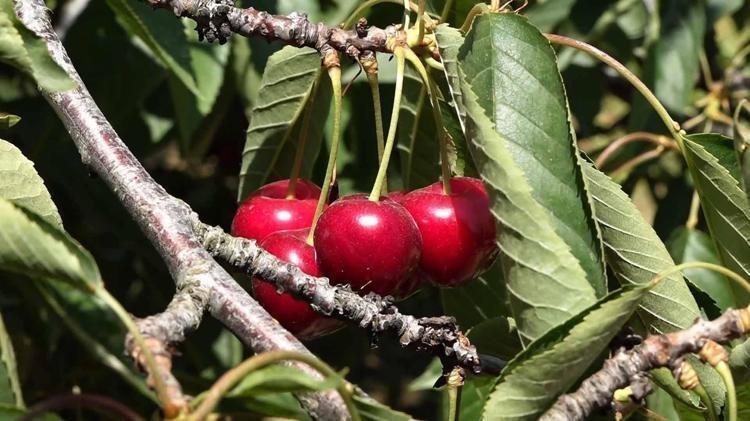 YÜKSEK MALİYETLER ÜRETİCİNİN BELİNİ BÜKÜYOR