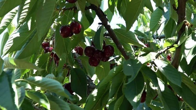 Avrupa sıraya girdi, bahçede fiyatlar çakıldı Erik iriliğinde ama değeri pul oldu