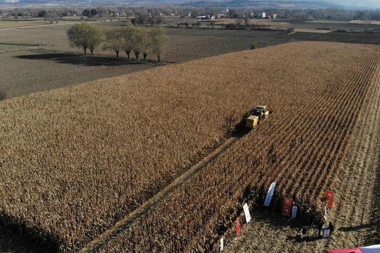 Karadeniz bu lezzetin peşinde: Bafra Ovasında dev hasat başladı: Tanesi 13 liradan kapış kapış gidiyor