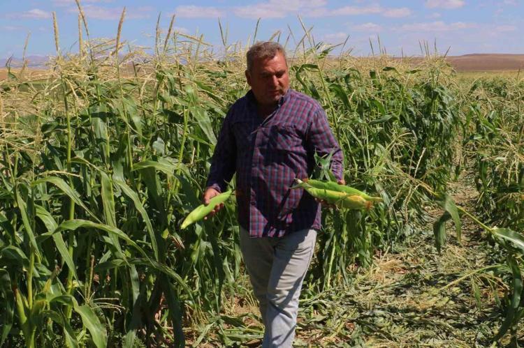Karadeniz bu lezzetin peşinde: Bafra Ovasında dev hasat başladı: Tanesi 13 liradan kapış kapış gidiyor